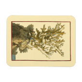 Korallen am Meer Magnet (Horizontal)
