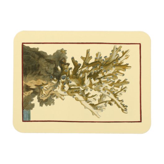 Korallen am Meer Magnet (Horizontal)