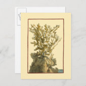 Korallen am Meer Postkarte (Vorne/Hinten)