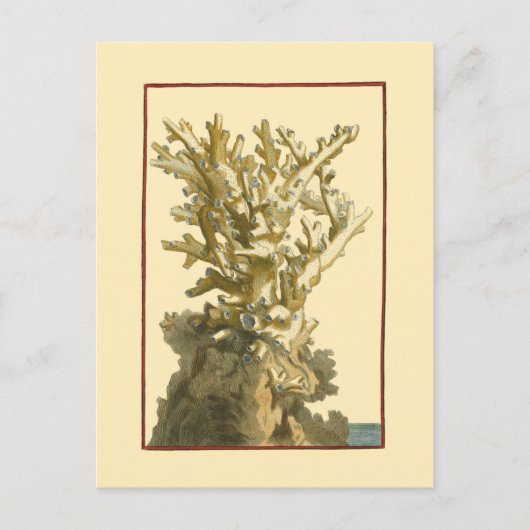 Korallen am Meer Postkarte (Vorderseite)