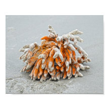 Korallen am Strand, Insel Kiawah