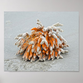 Korallen am Strand, Insel Kiawah Poster