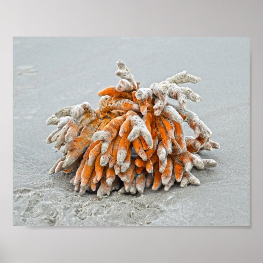 Korallen am Strand, Insel Kiawah Poster (Vorne)