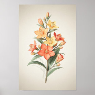 Korallen- und cremefarbene Lilien Botanik Poster