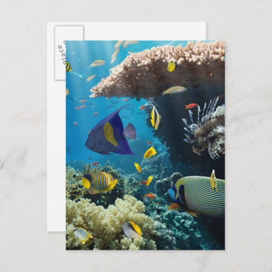 Korallen und Fische im Roten Meer, Ägypten Postkarte (Vorne/Hinten)