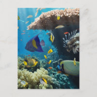 Korallen und Fische im Roten Meer, Ägypten