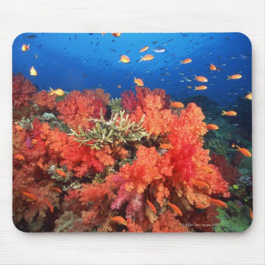 Korallen und Fische Mousepad (Vorne)