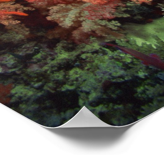 Korallen und Fische Poster (Ecke)