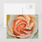 Korallenfarbener Single Rose Postkarte (Vorne/Hinten)