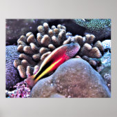 Korallenfisch Poster (Vorne)