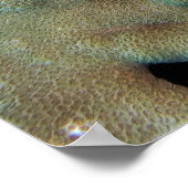 Korallenfisch Poster (Ecke)