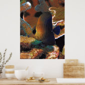 Korallenfische Poster (Küche)