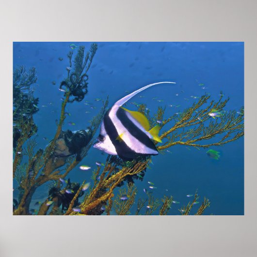 Korallenfische Poster (Vorne)
