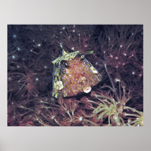 Korallenfische Poster