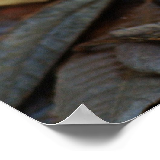 Korallenfungus Poster (Ecke)