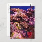 Korallengarten Postkarte (Vorne/Hinten)