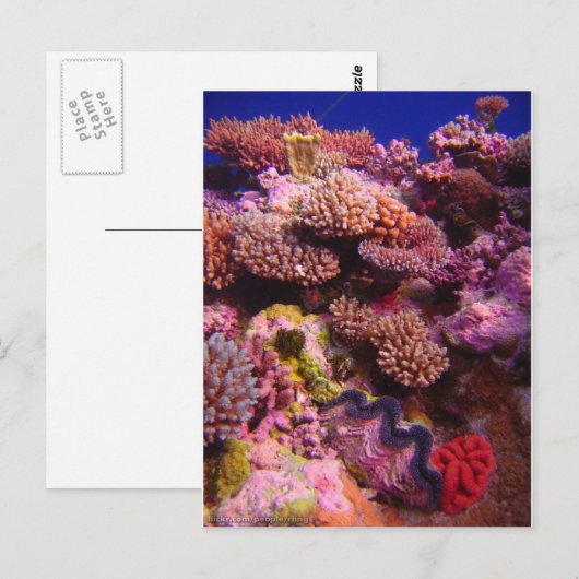 Korallengarten Postkarte (Vorne/Hinten)