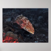 Korallengrupper Poster (Vorne)