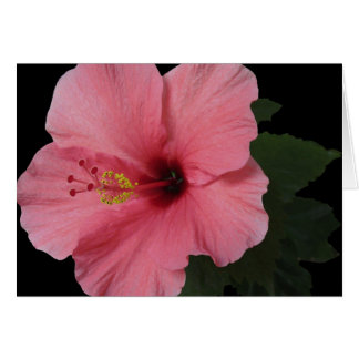 KorallenHibiskus