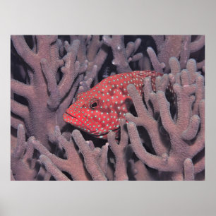 Korallenhind Poster