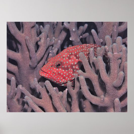Korallenhind Poster (Vorne)
