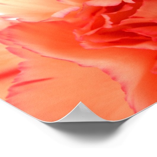 Korallenkarnation Blume Bloom Poster (Ecke)