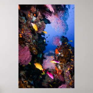 Korallenmeer - tropische Fische u. Riff - Plakat
