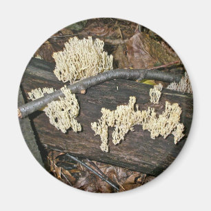 Korallenpilzkoordinierungselemente Magnet