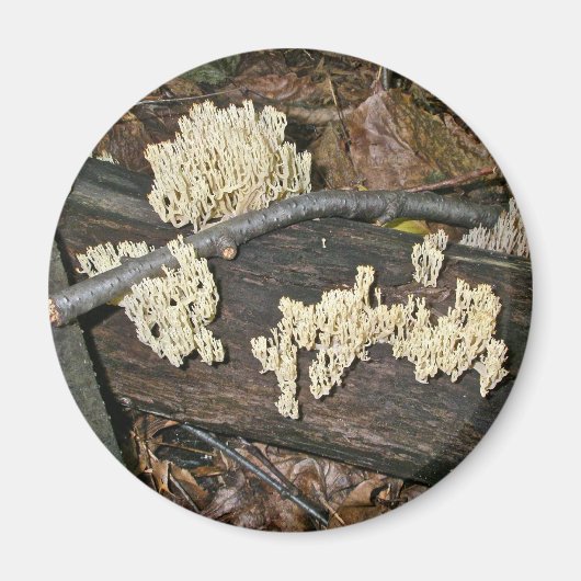 Korallenpilzkoordinierungselemente Magnet (Vorne)