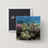 Korallenriff, Agincourt Reef, Great Barrier Reef, Button (Vorne & Hinten)
