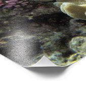 Korallenriff, Agincourt Reef, Great Barrier Reef, Fotodruck (Ecke)