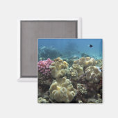 Korallenriff, Agincourt Reef, Great Barrier Reef, Magnet (Vorderseite/Rückseite)