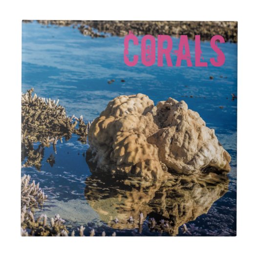 Korallenriff bei Ebbe Fliese (Vorderseite)