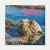 Korallenriff bei Ebbe Magnet (Vorne)