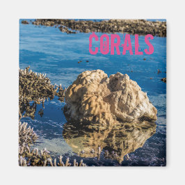 Korallenriff bei Ebbe Magnet