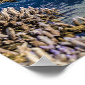 Korallenriff bei Ebbe Poster (Ecke)