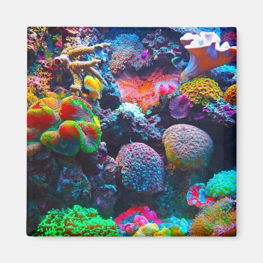 Korallenriff bunter Magnet (Vorne)