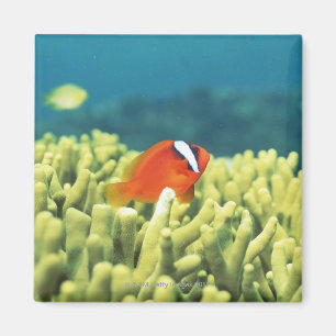 Korallenriff, das mit tropischen Fischen ausgießt Magnet
