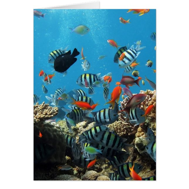 Korallenriff-Fische Naturescape (Vorne)