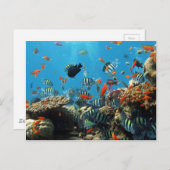 Korallenriff Fische Naturlandschaft Postkarte (Vorne/Hinten)