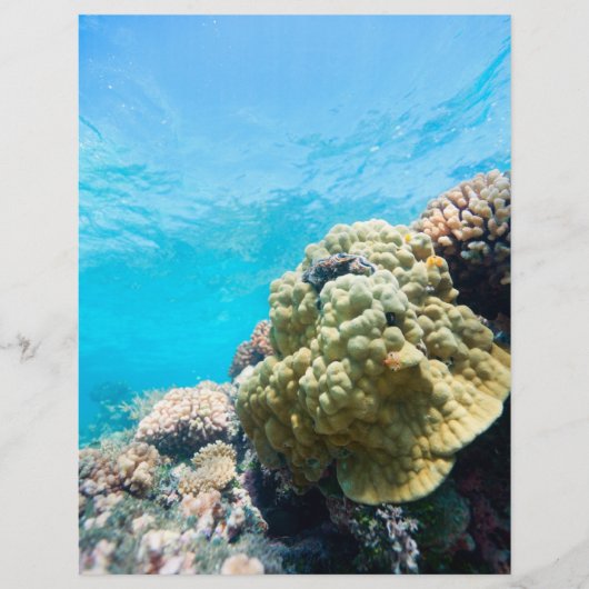 Korallenriff Flyer (Vorne)