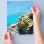 Korallenriff Flyer (Hand)