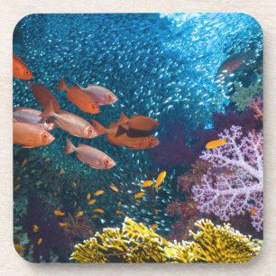 Korallenriff-Landschaft Großauge oder Untersetzer