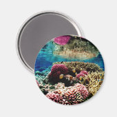 Korallenriff Magnet (Vorderseite/Rückseite)
