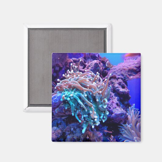 Korallenriff Meer anenome rosa lila Magnet (Vorderseite/Rückseite)