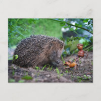 Korallenriff mit Hund und Igel - schön