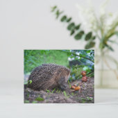 Korallenriff mit Hund und Igel - schön Postkarte (Stehend Vorderseite)