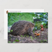 Korallenriff mit Hund und Igel - schön Postkarte (Vorne/Hinten)
