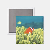 Korallenriff mit tropischen Fischen Magnet (Vorderseite/Rückseite)