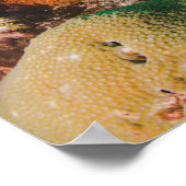 Korallenriff-Plakat Poster (Ecke)